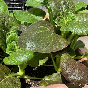 Lady choy sum seeds heirloom non GMO