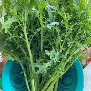 Semillas de mostaza verde Mizuna, Cải đuôi phụng, Semillas de mostaza reliquia japonesa orgánica,ミズナ 水菜, asiático