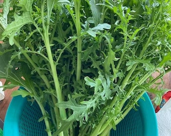 Semillas de mostaza verde Mizuna, Cải đuôi phụng, Semillas de mostaza reliquia japonesa orgánica,ミズナ 水菜, asiático