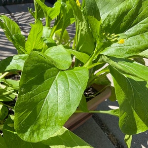 vietnamese Cai Ngot seeds, Yu Choy ,  Easy To Grow, Healthy And Delicious, non GMO