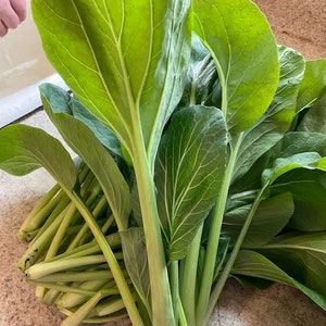 Semillas de Komatsuna, verde japonés, mostaza de espinaca, sin OMG