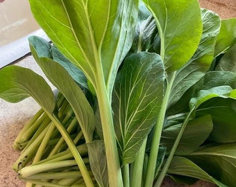 Semillas de Komatsuna, mostaza verde japonesa, mostaza de espinaca, sin OMG