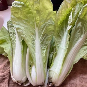 Taiwanese Cabbage Seeds Pak Choy