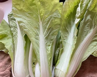 Taiwanese Cabbage Seeds Pak Choy