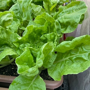 Taiwan Pak Choy frilly seeds, Cải bẹ dún, non GMO