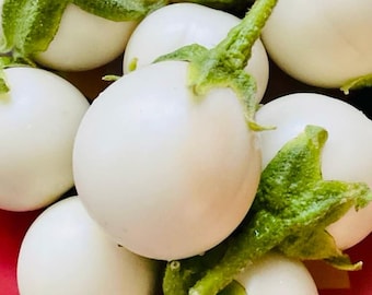 White round eggplant seeds, cà pháo, 茄子, Non GMO