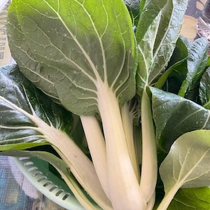 Vietnamesisches MEDIUM Weiß Stem Pak Choi, Zwerg Bok Choy, asiatisches Gemüse, Erbstück Non-GMO (könnte in einem Behälter wachsen)
