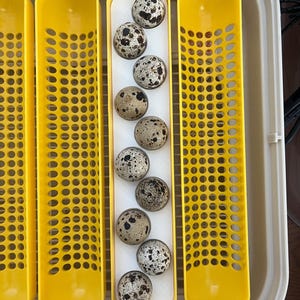 Maticoopx Incubator JUMBO Quail Egg Rack- Incubator Insert