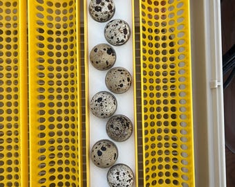 Incubadora Maticoopx JUMBO para huevos de codorniz - Inserto para incubadora