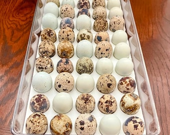 Quail Egg Tray Inserts, Standard/Jumbo, Set of 2 Holds 60 Eggs Total  - Inserts Only