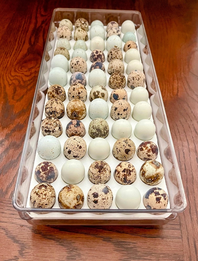 Pictured are two (2) egg trays set inside of a dollar general refrigerator storage bin.