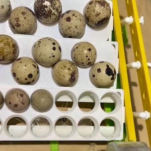 Hatching Time Quail Egg Rack for Conturn Incubator Insert