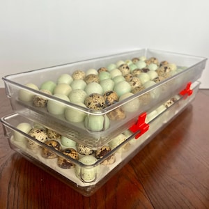 May include: Two clear plastic trays stacked on top of each other, filled with speckled quail eggs. The eggs are various shades of green, brown, and white. Red plastic clips secure the trays. The trays are on a dark wooden surface.