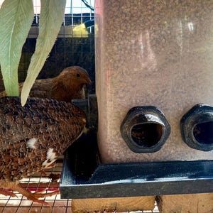 Quail and Chick No Waste Feeder