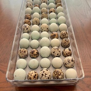 May include: A clear plastic container filled with 48 quail eggs. The eggs are a mix of white and speckled brown.
