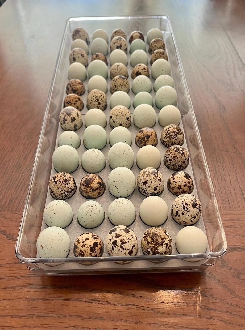 May include: A clear plastic container filled with 48 quail eggs. The eggs are a mix of white and speckled brown.