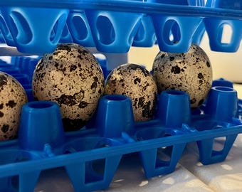 Expander Piece for 90 Count Jumbo Quail Egg Tray