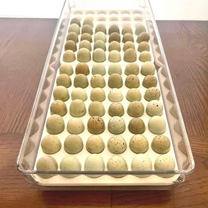 Button Quail Egg Tray Inserts Set of Two (84 Count)
