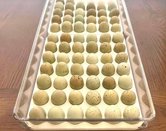 Button Quail Egg Tray Inserts, Set of 2 Holds 84 Eggs Total - Inserts Only