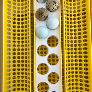 Maticoopx Incubator STANDARD Quail Egg Rack- Incubator Insert