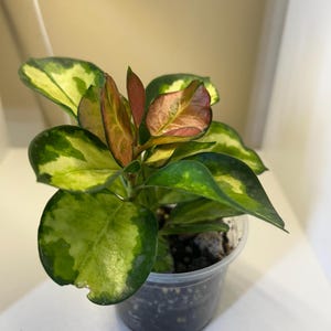 Hoya Australis Lisa Tricolor/Hoya/abigarrada/rara/tricolor/hojas rosadas/Vendedor de EE. UU./Hoya enraizada/Hoya fragante/Plantas de interior VIVAS/Esqueje de Rootes