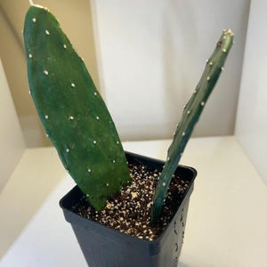 Rooted Opuntia Prickly Pear Cactus Cutting: Fast Growing, Easy Care