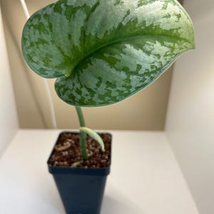 Scindapsis Pictus Exotica/Pothos plateado/Raro/Vendedor en EE. UU./Pothos rastrero/Scindapsis rastrera/Esqueje enraizado/Plantas de fácil cuidado/Interior/Plateado