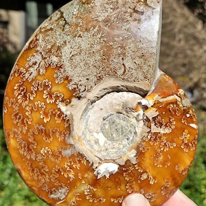 May include: A polished ammonite fossil, showcasing a spiral pattern and intricate details. The fossil displays shades of brown, tan, and white, with a visible chambered structure. The surface has a textured appearance, highlighting the natural patterns.