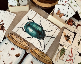 Insects Morning Basket Activity, Homeschool Unit, Bug Flashcards, Montessori Learning, Insect Unit Study