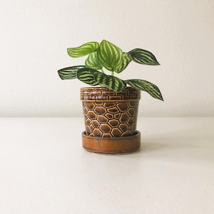May include: A small houseplant in a brown ceramic pot with a matching saucer. The pot has a textured, geometric pattern. The plant has green and dark green striped leaves. The background is a plain white wall.