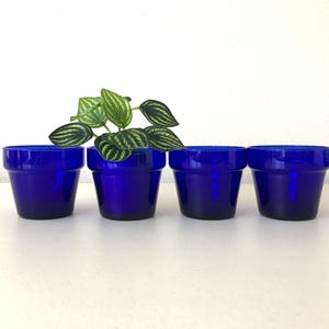 May include: A set of four cobalt blue glass pots arranged in a row. The second pot from the left contains a small green plant with variegated leaves featuring light green stripes. Each pot has a wide rim and a tapered base made of smooth glass.
