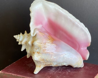 Vintage Queen Conch Shell 9 Inches - Shiny Interior!