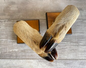 Vintage Deer Hoof Wall Hooks - Taxidermy Hooves - Western Rustic Lodge Decor