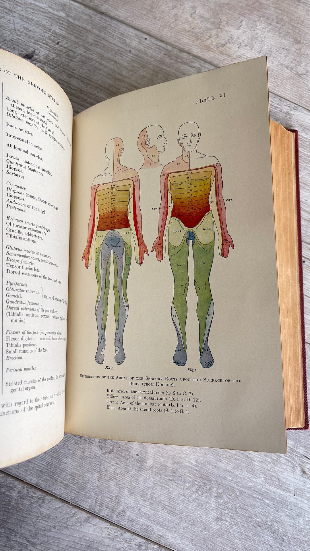 Antique Medical -textbook of Medicine for Students and