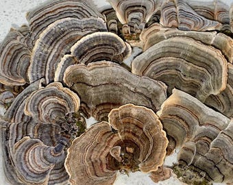 Turkey Tail Mushrooms - Dried