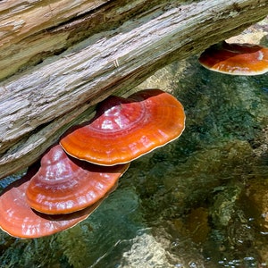 Reishi Mushrooms - Sliced or Ground