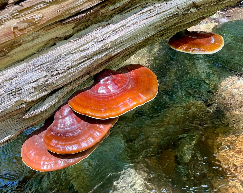 Op de afbeelding: Vier bruine paddenstoelen groeien op een boomstam boven een beekje met helder water.