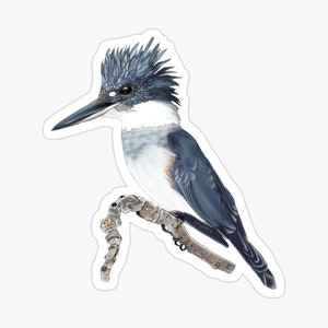 May include: A blue and white belted kingfisher perched on a branch. The bird has a blue crest and a long, pointed beak.