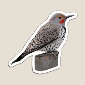 Northern Flicker Woodpecker Magnet 3 sizes