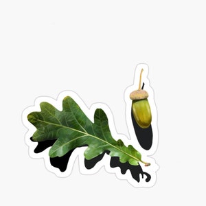 May include: A green oak leaf with a brown acorn on a white background.