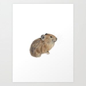 American Pika 8x10 print