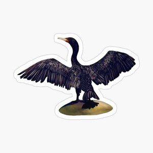 Cormorant Sunbathing Sticker Two sizes small 2.7x4  Inch  Larger large 3.7x5.5 Inch  Multipack discount