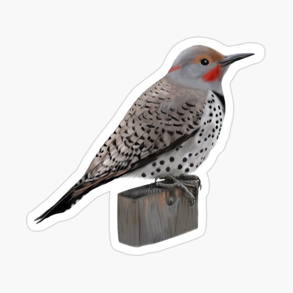 Northern Flicker Woodpecker Sticker Two Sizes small  3x3.5 inch or large 4.9x5.5 inch Multi Pack Discount