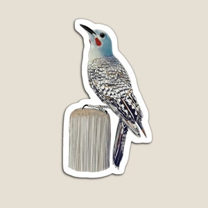 Northern Flicker Magnet 3 sizes