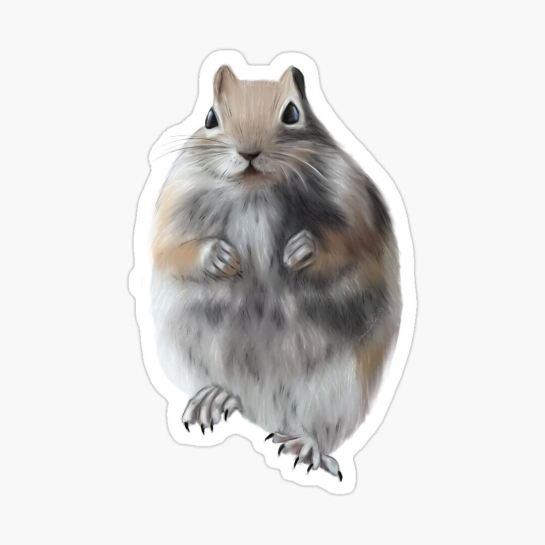 Chubby Ground Squirrel Sticker: Durable, Water-resistant Vinyl - Etsy
