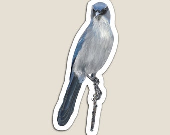 Scrub Jay Magnet 3 sizes