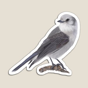 Gray Jay Magnet 3 sizes