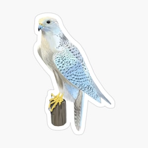 White Gyrfalcon Falcon Sticker Two sizes  Small 2.6-4 Inch or Large 3.6-5.5 Inch  Multi Pack Discount