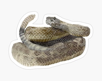 Rattlesnake Snake Sticker: Durable Vinyl sticker - Two Sizes