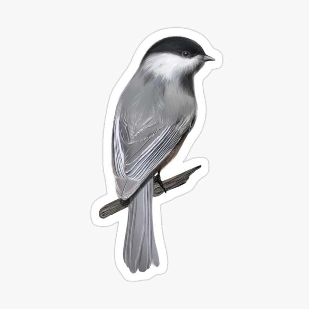 Black-capped Chickadee Sticker Two Sizes Small 3x3.5 or Large 4.8x5.5 ...